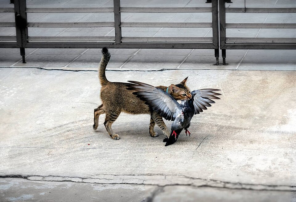 pngtree-the-domesticated-feline-successfully-hunts-and-captures-a-pigeon-photo-image_27863392.jpg